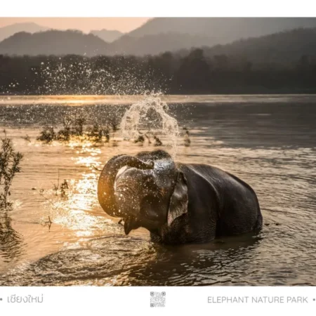 Elephant Nature Park - Elephant in Lake, Poster, A1 Large 61cm x 91 cm (24in x 36in)