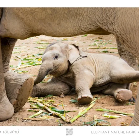 Elephant Nature Park - Baby Elephant, Poster, A1 Large 61cm x 91 cm (24in x 36in)